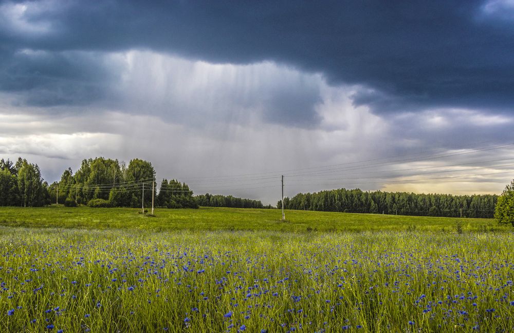 Дождь за лесом