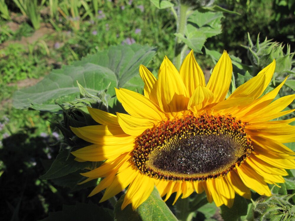 Фотография автора Георгий Самусевич