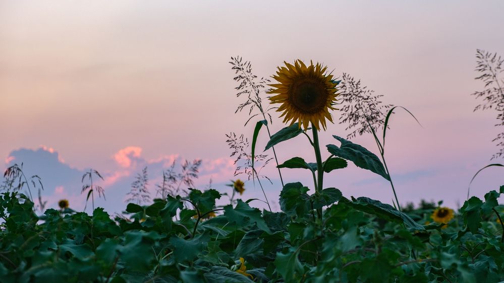 Photograph by Samvel Sargsyan