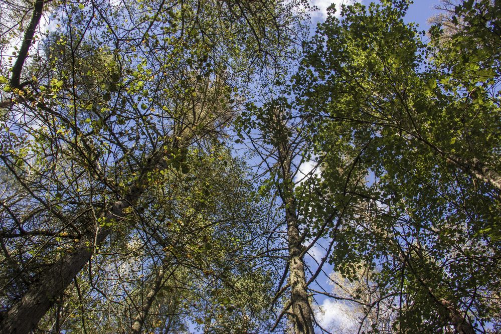 Фотография автора Анна-Лаймуте Милошевич