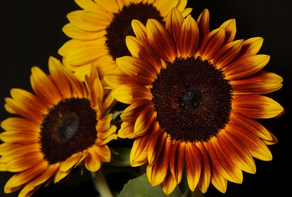 Photograph by Борис Лишневский