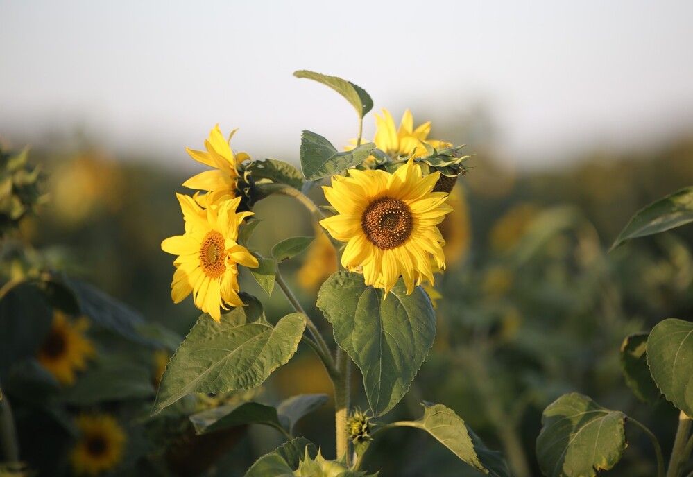 Photograph by Liudmila Drake