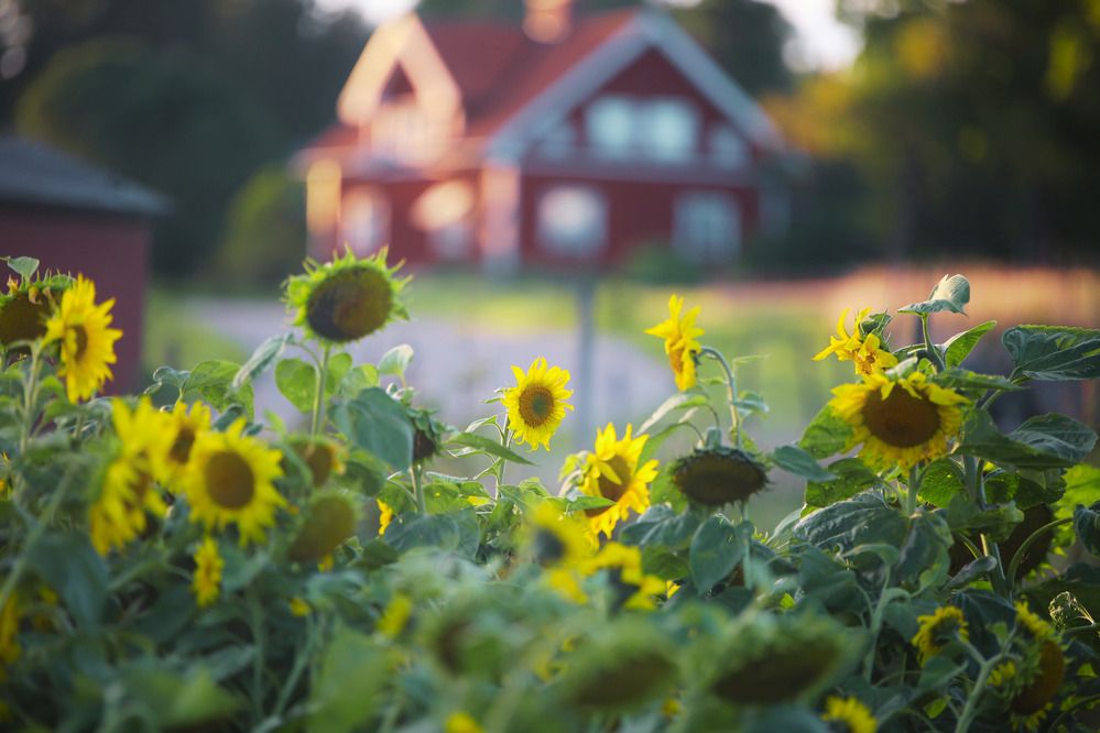 Photograph by Liudmila Drake