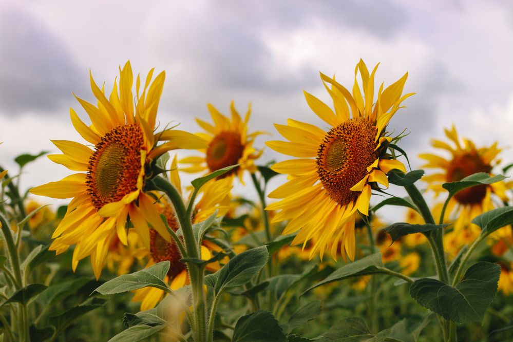 Фотография автора KattyFox