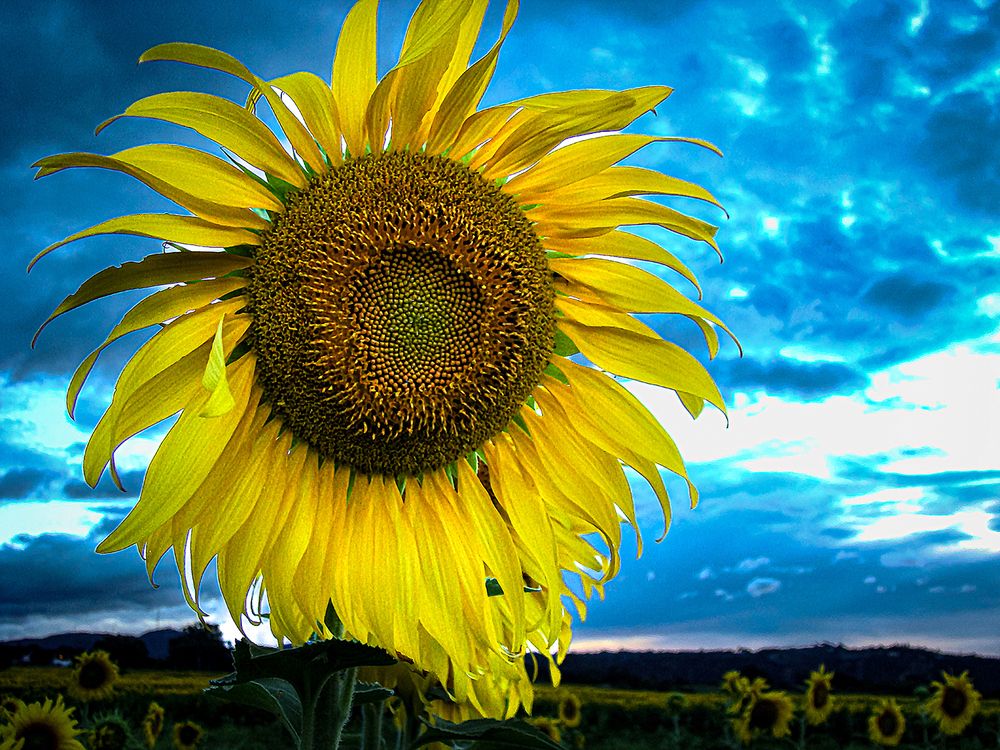 Фотография автора Rodolfo Pimentel