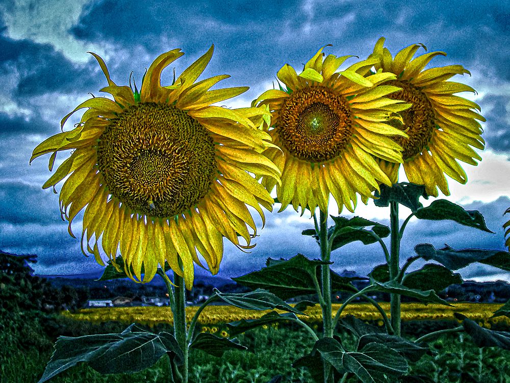 Фотография автора Rodolfo Pimentel