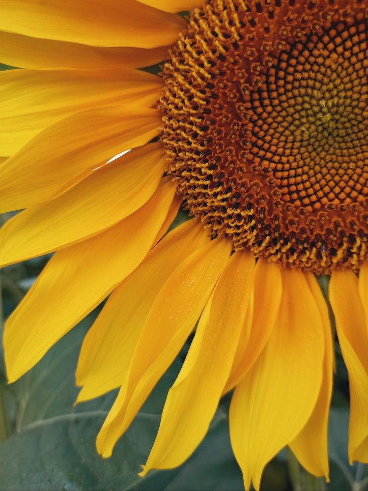 Photograph by Александра