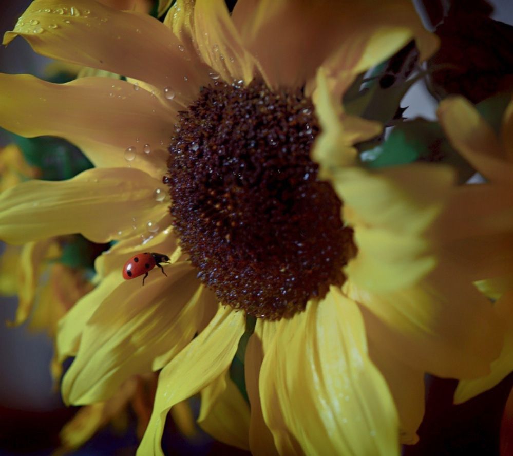 Photograph by Marina Ivanova