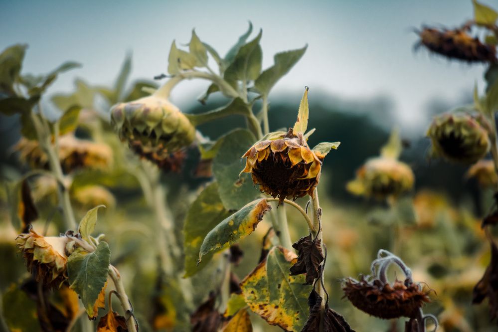 Photograph by Renee Johansson