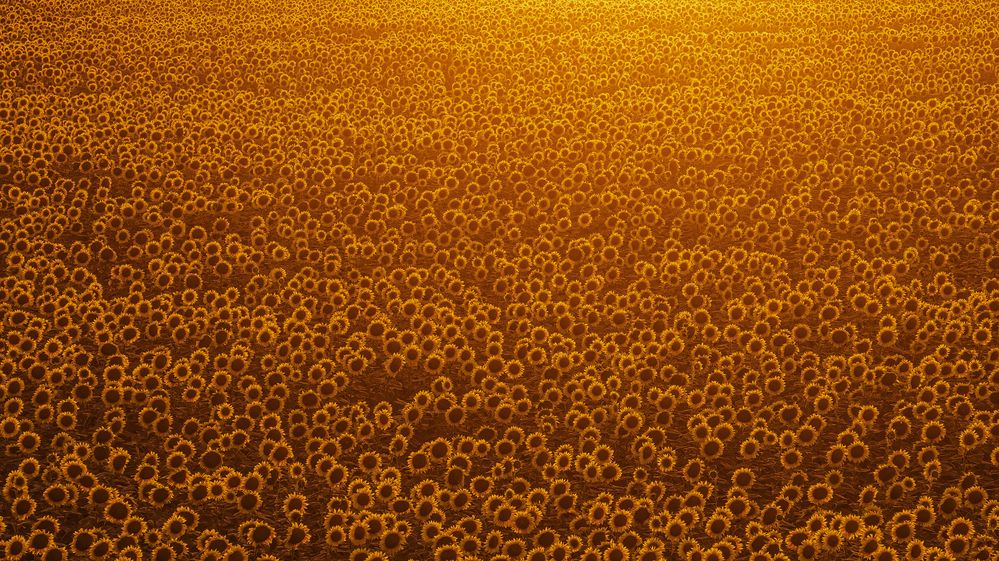 Photograph by Tímea Ambrus