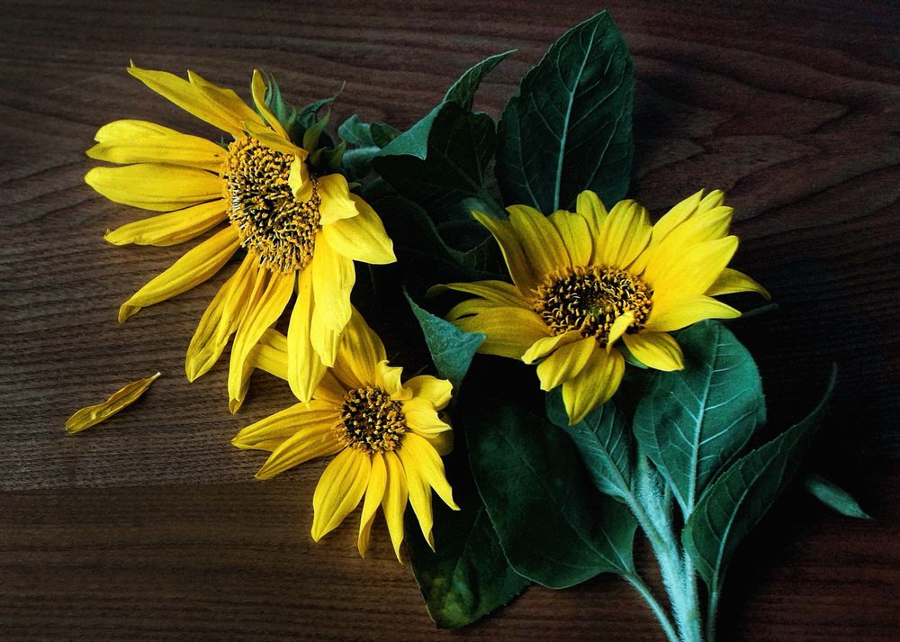 Фотография автора Е лена Е