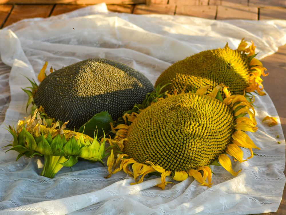 Photograph by Анастасия Гурова