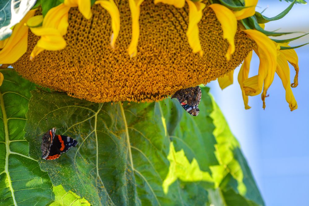 Photograph by Анастасия Гурова
