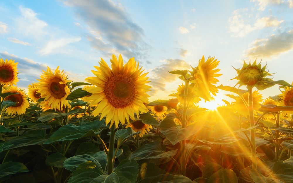 Photograph by Сергей Дишук