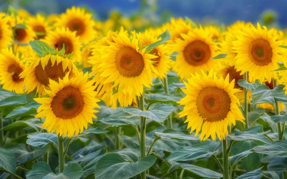 Photograph by Сергей Дишук