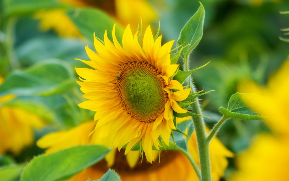 Photograph by Сергей Дишук