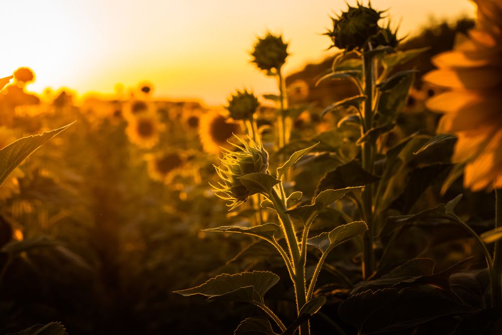 Photograph by Наталия Викторовна