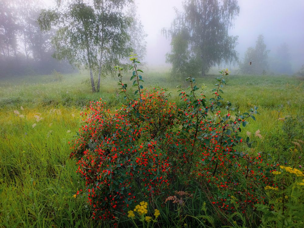 Photograph by Кондрашова Светлана