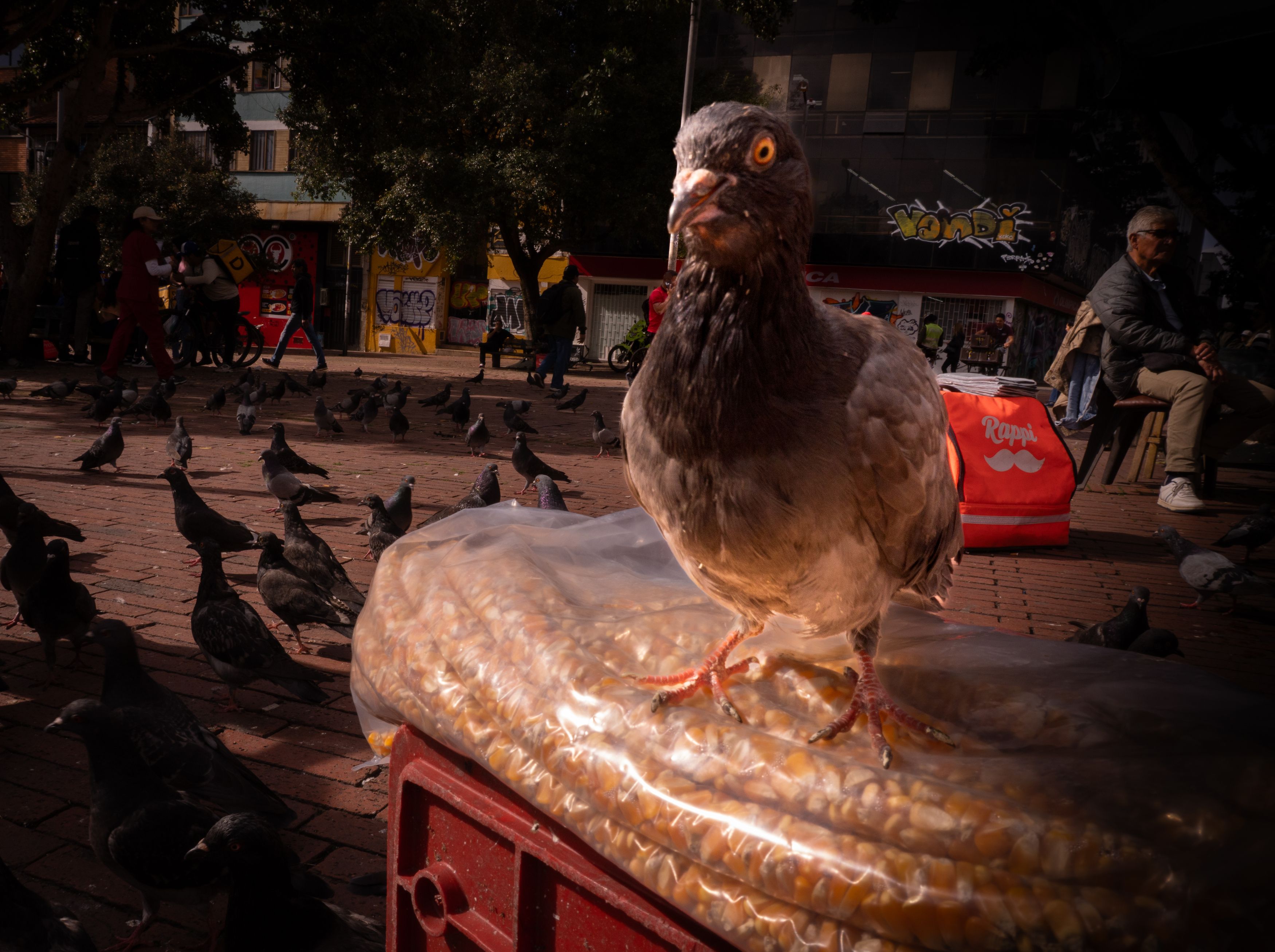 Фотография автора Juan David Carrion