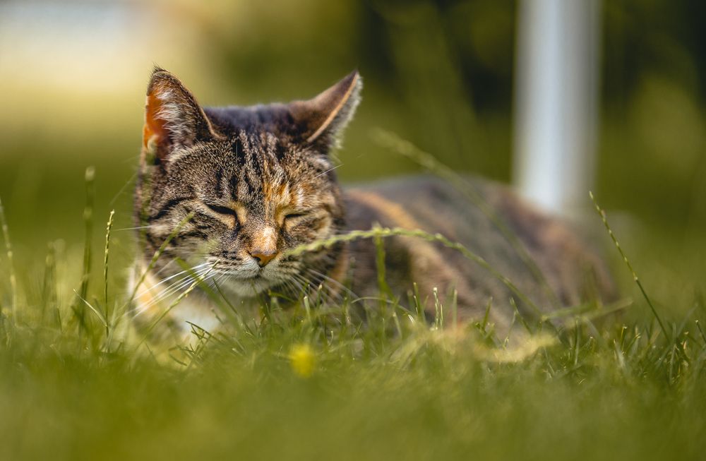Sleeping Cat