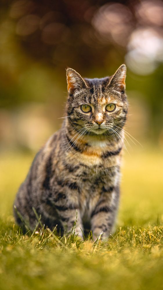 Looking Cat