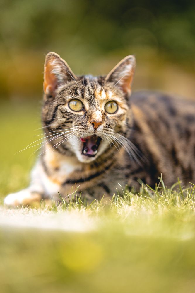 Tired Cat