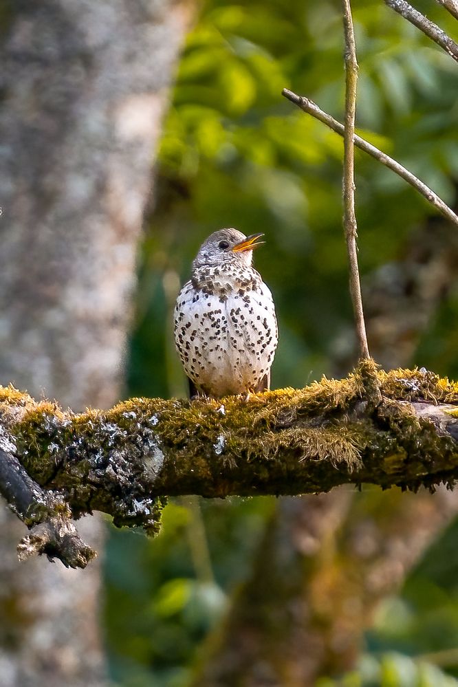 The singer on the branch