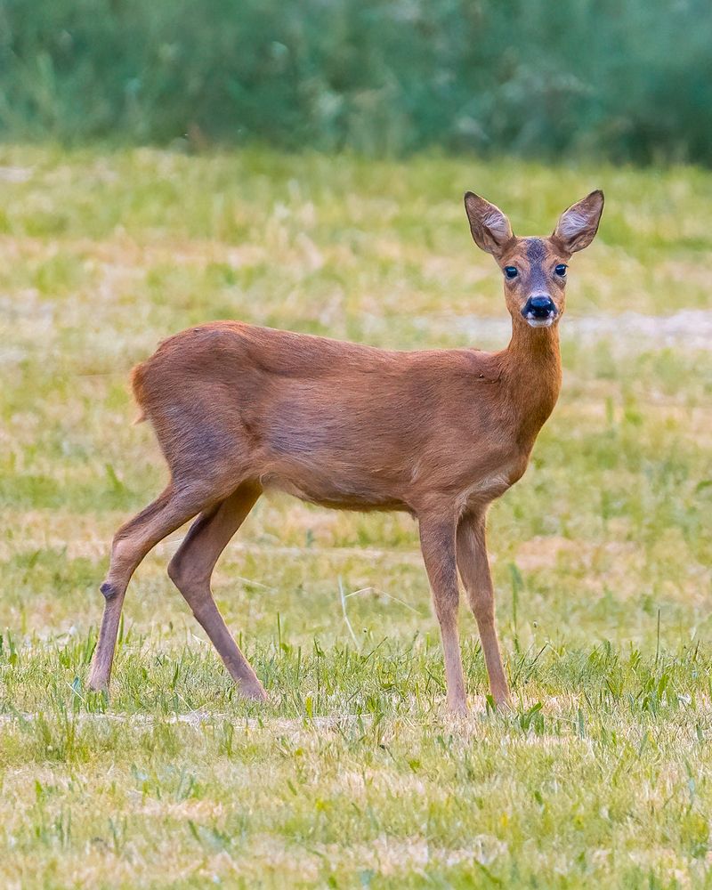 In the eye of the deer