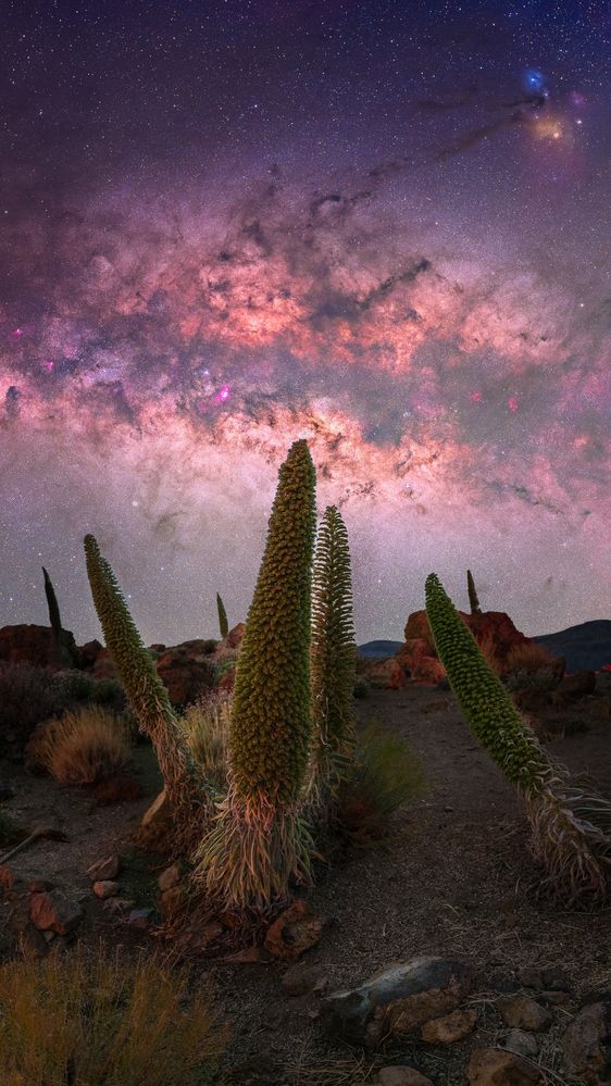 Towering Pride of Tenerife beneath the Milky Way