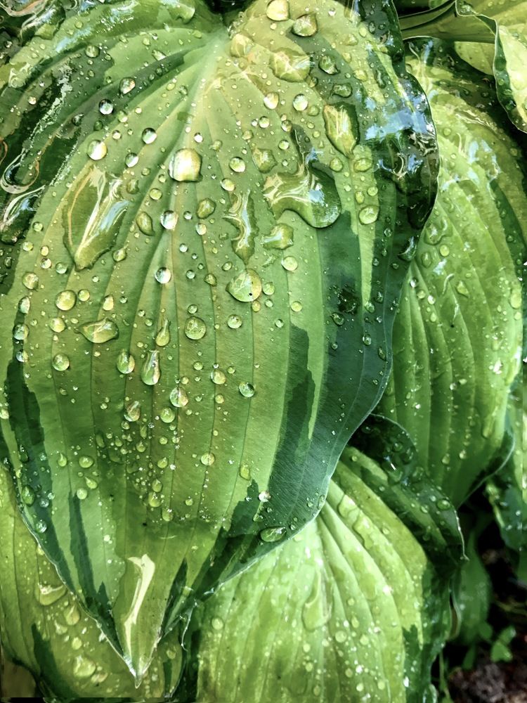 Photograph by Svetlana Rashidova