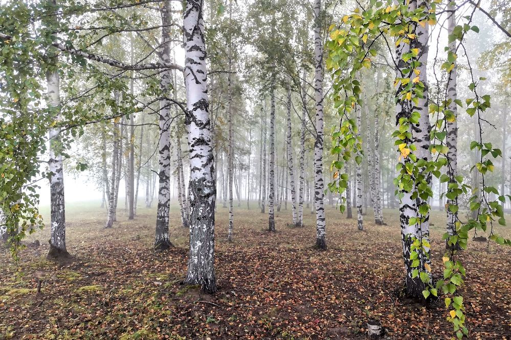 Photograph by Андрей Дудник