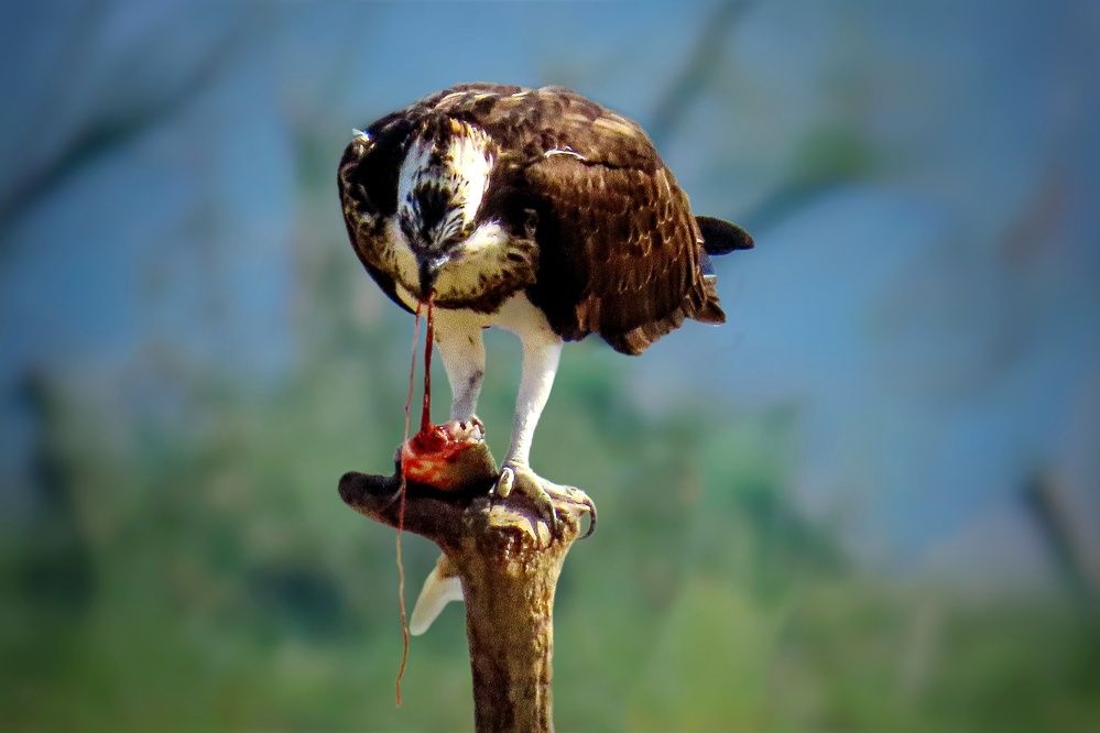 Photograph by Tanusri RoyChowdhury