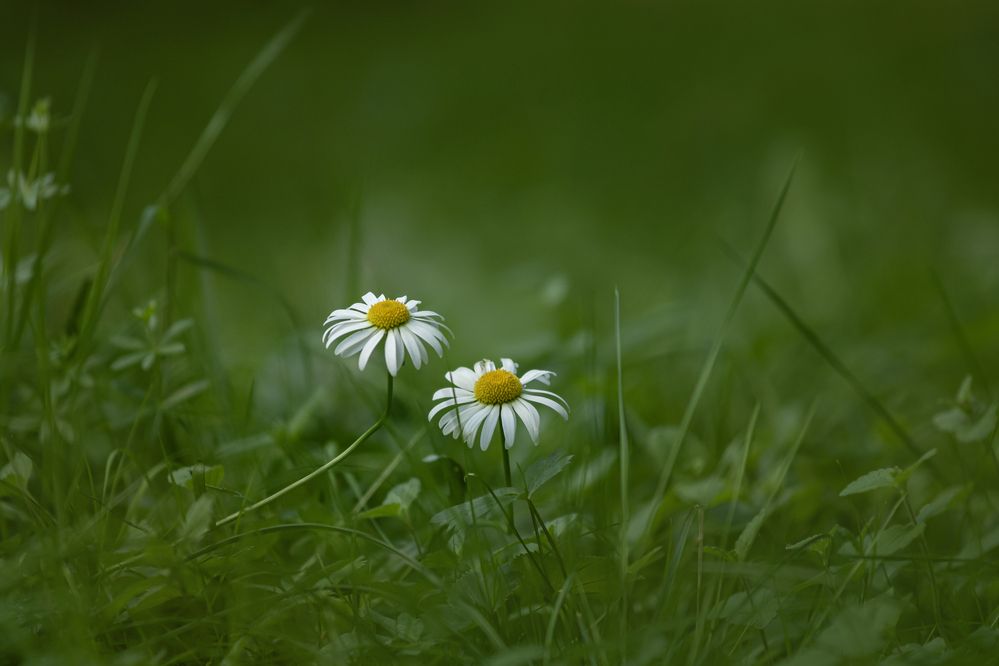 Photograph by Юлия Куликова