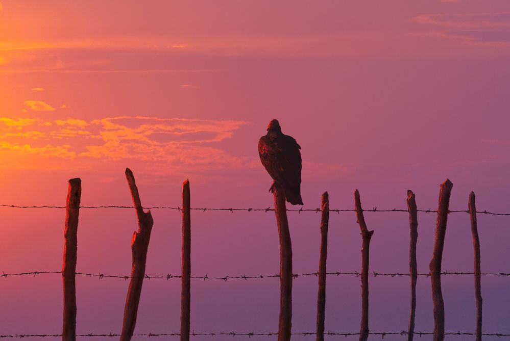 Фотография автора Dmitrij