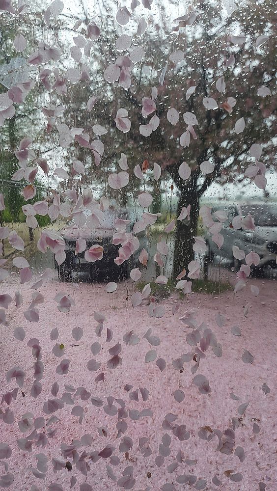 Photograph by SAMEERA MADUSHANTHA MUTHUKUDA ARACHCHIGE