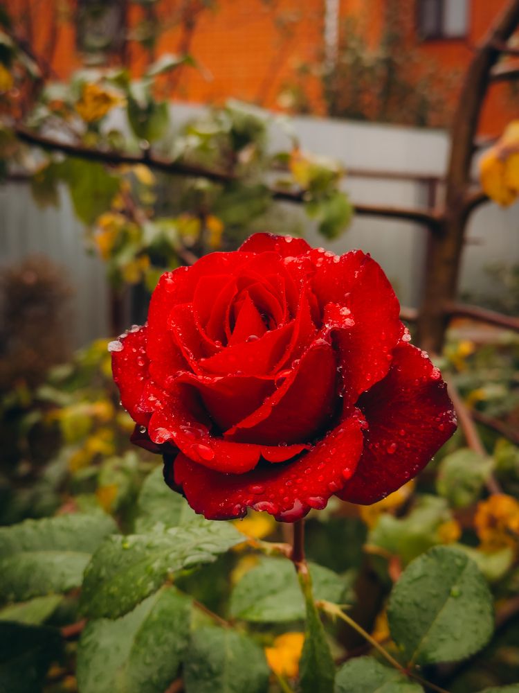 Photograph by Алёна Горошко