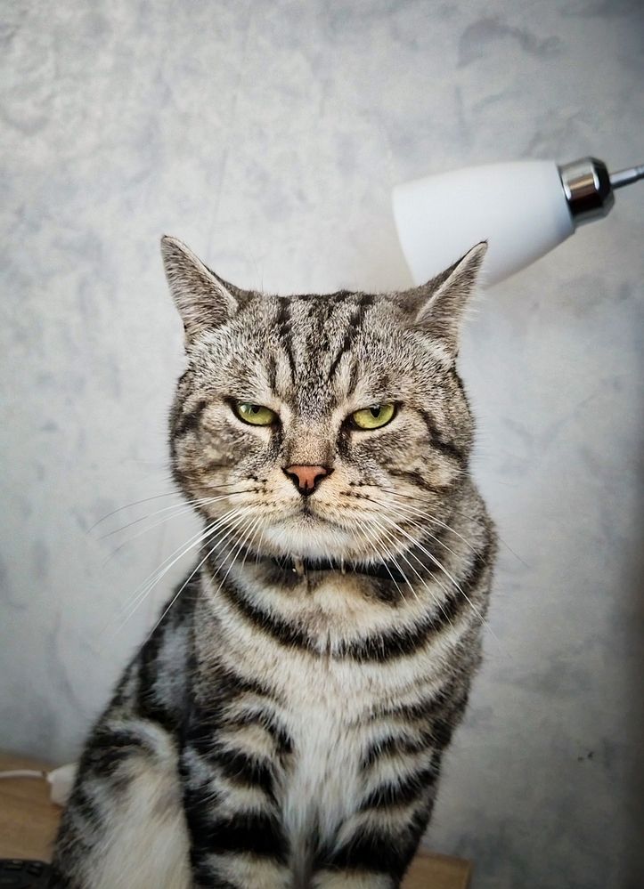 Photo #12630826