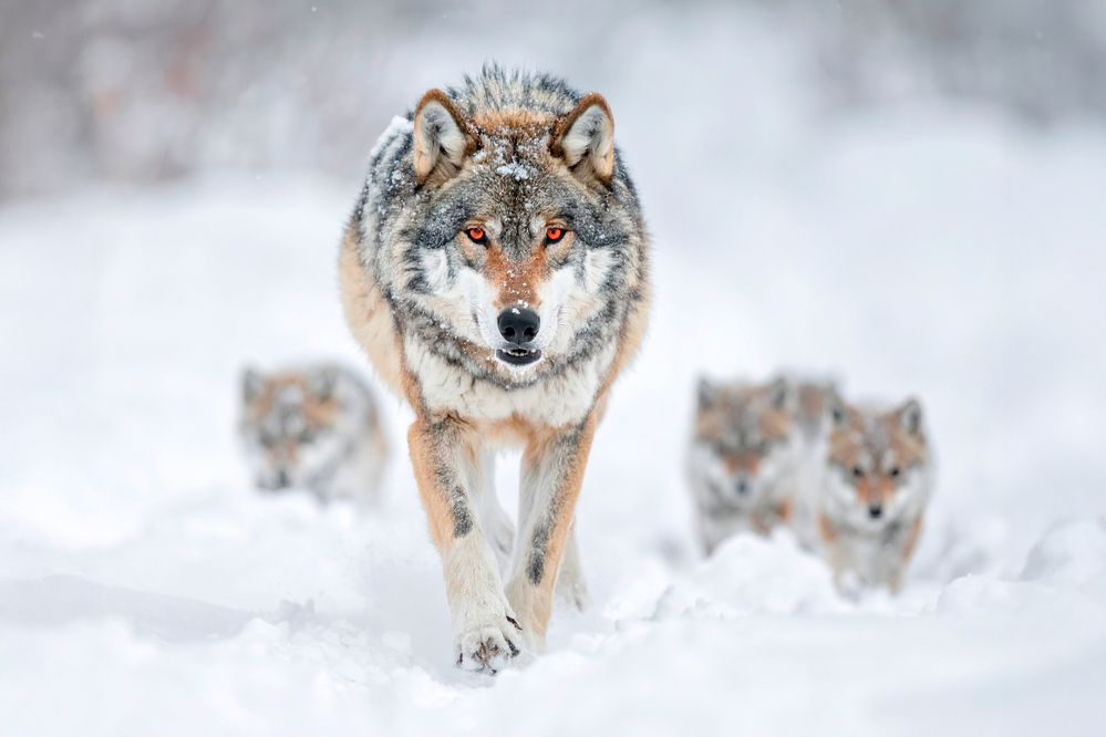 Photograph by Massimo Tamajo