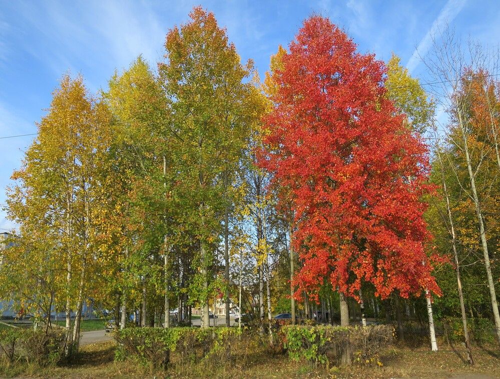 Photograph by Николай Горбачёв