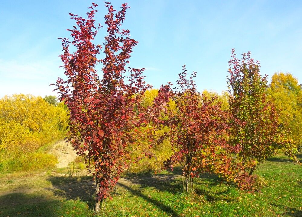 Photograph by Николай Горбачёв