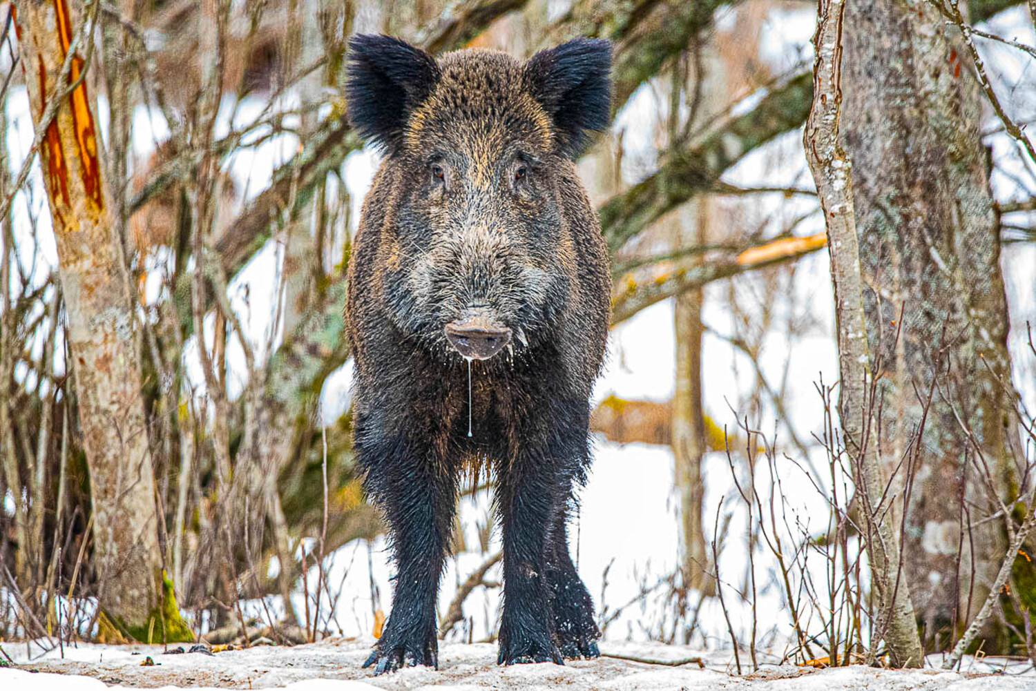 Дикое свинство анфас и в профиль