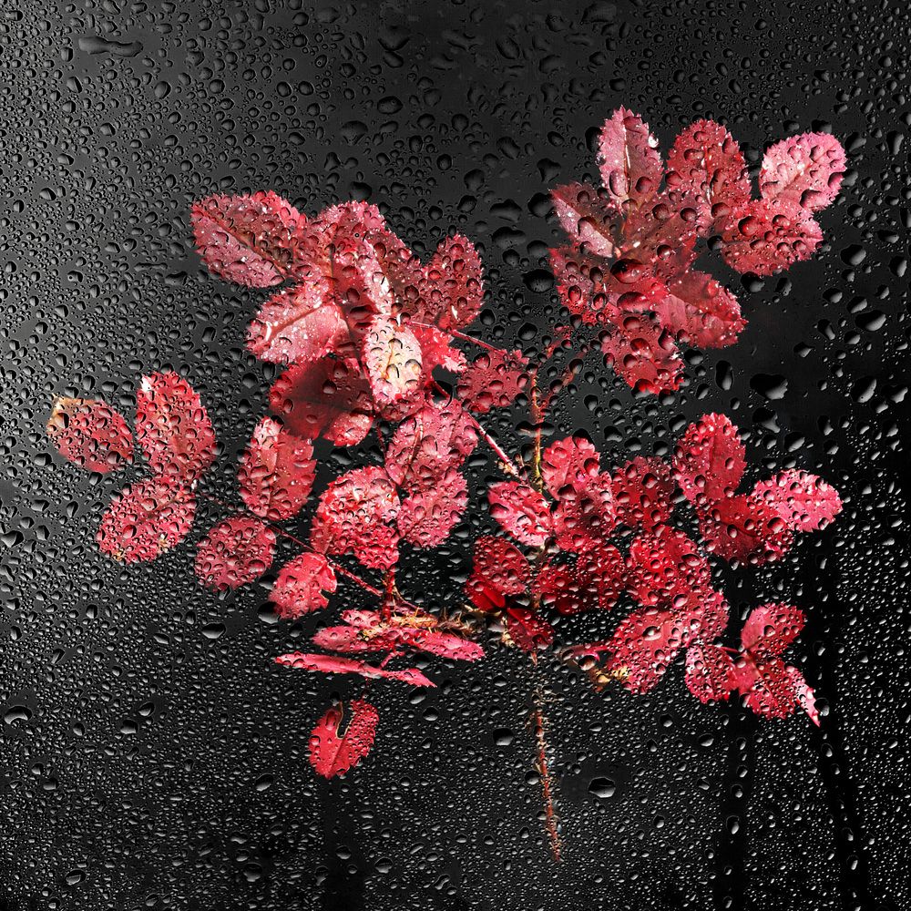 Photograph by Aleksandr Belov