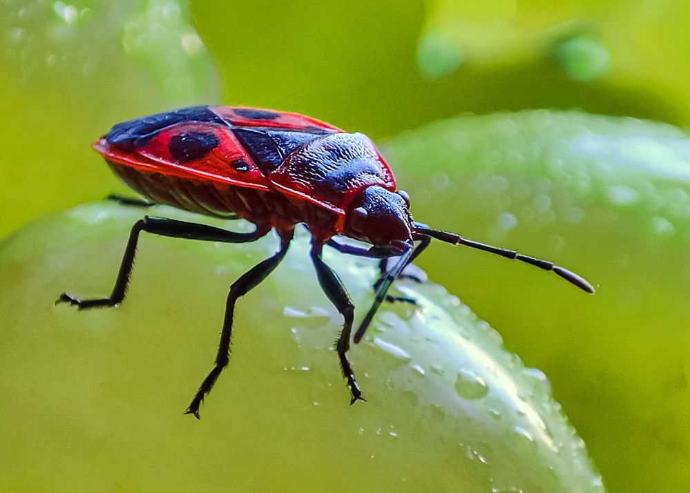 Божья коровка