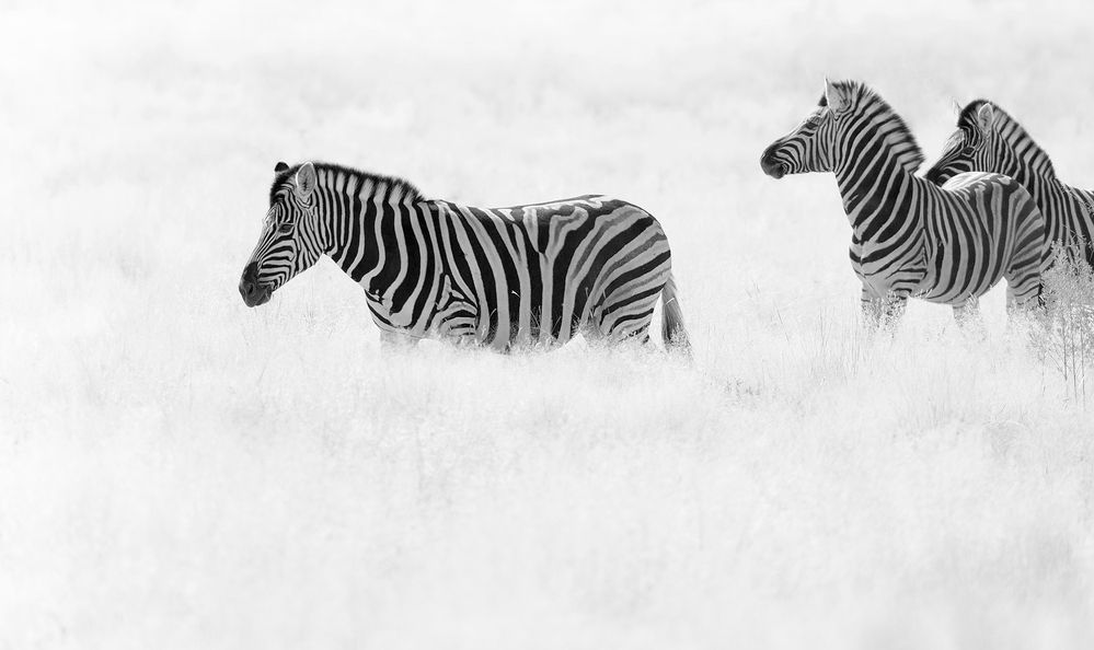 Photograph by Boris Bekelman