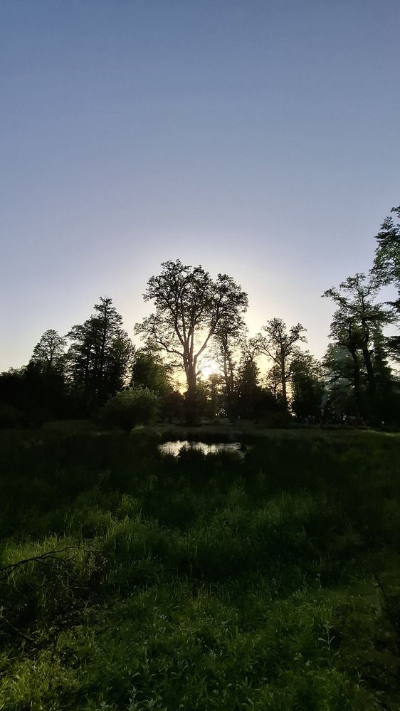 Forest\\\'s Tranquility