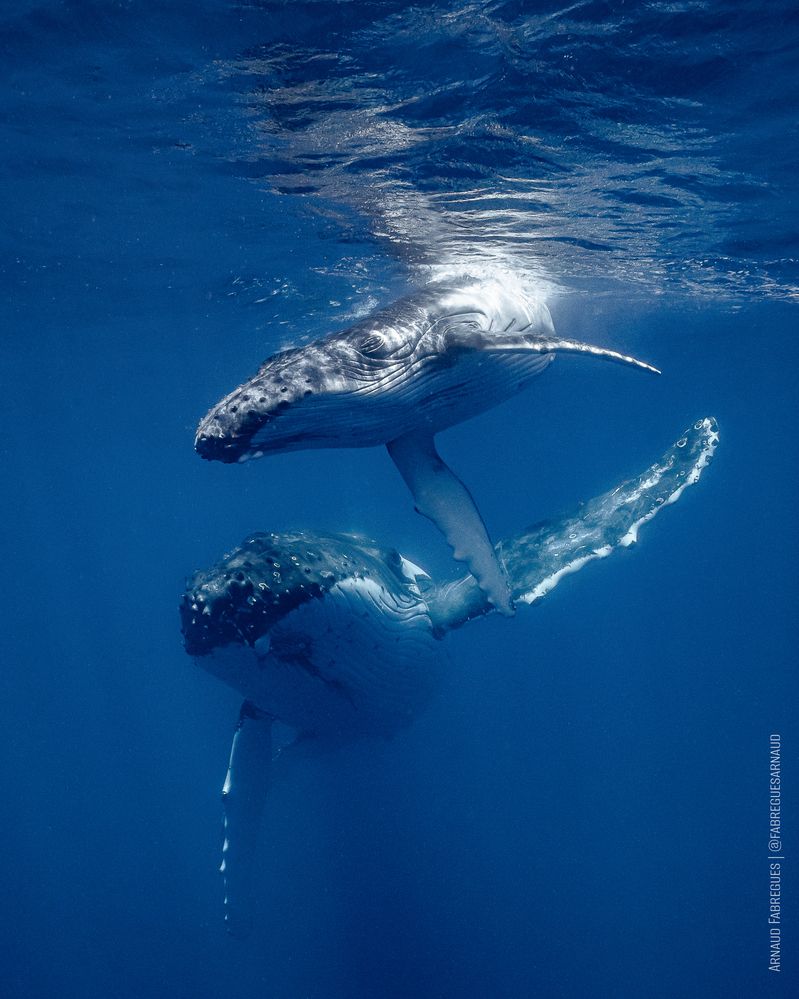 Mom and calf humpback whale