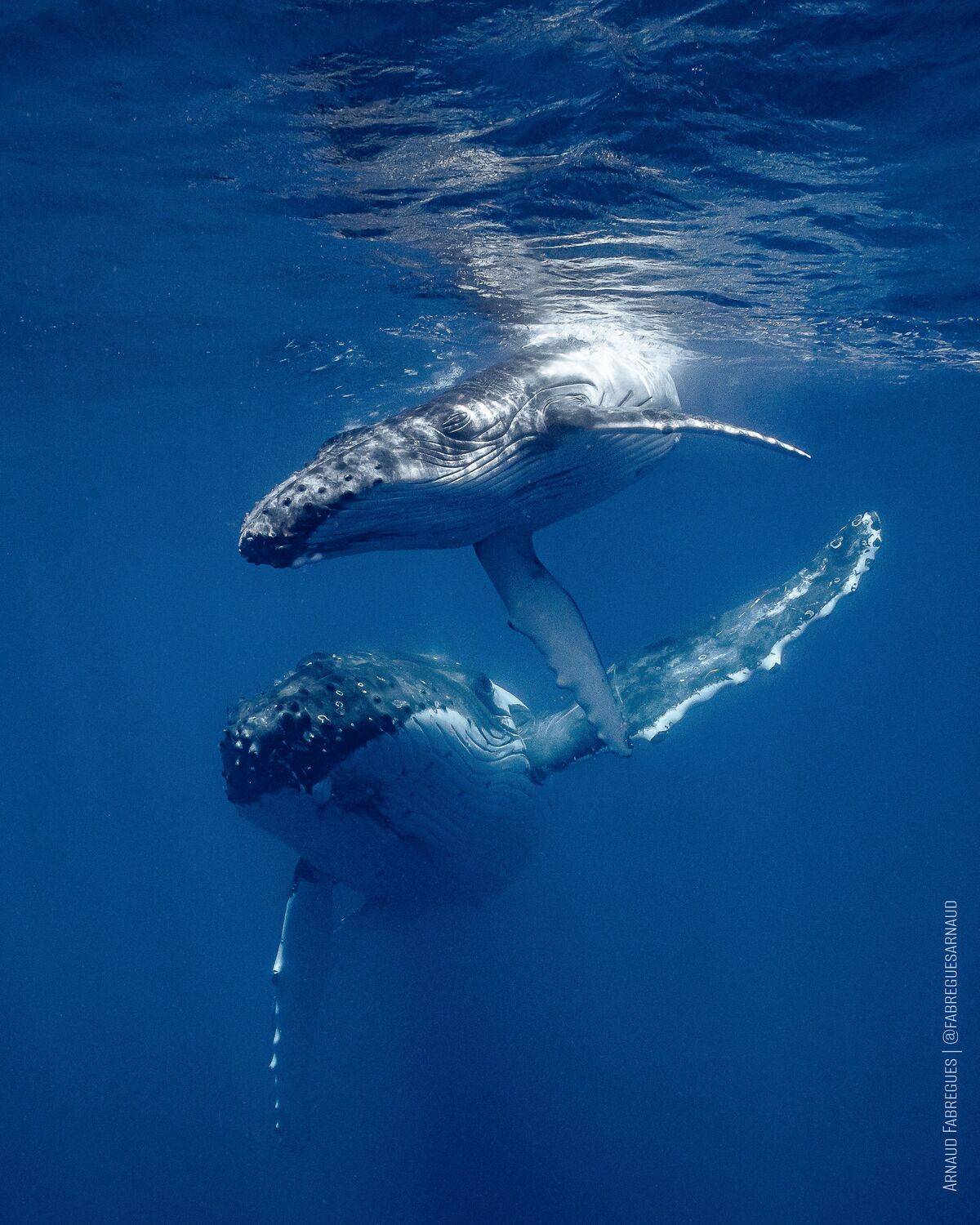 Mom and calf humpback whale Mom and calf humpback whale
