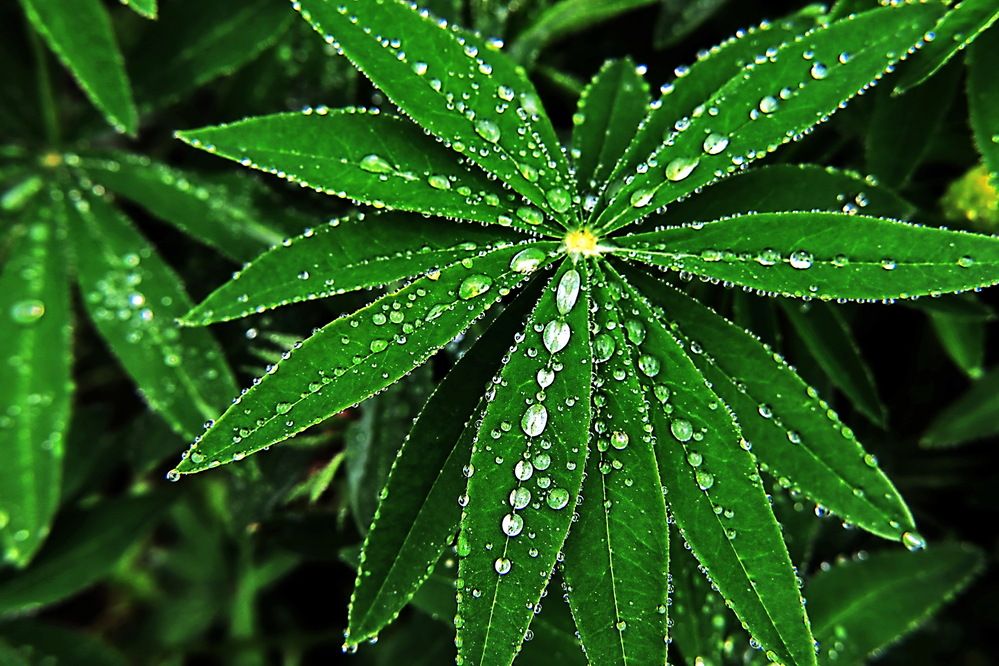 Photograph by Александр Лазебник