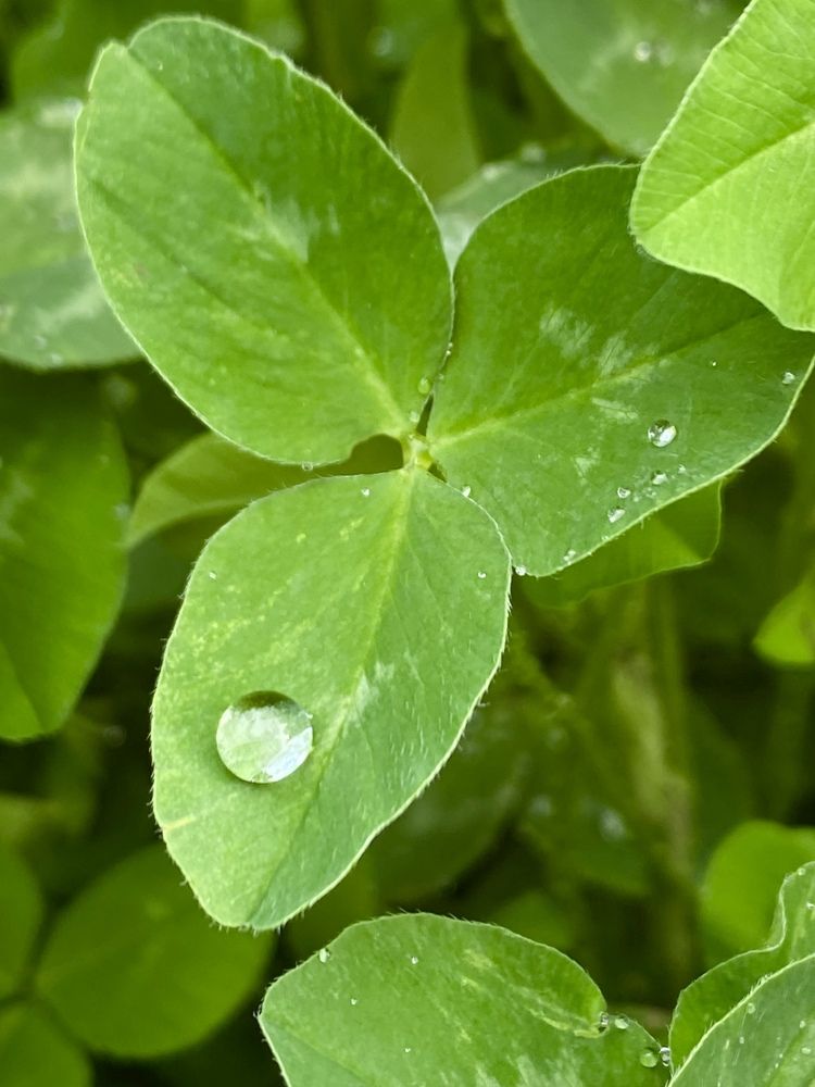 Капелька удачи