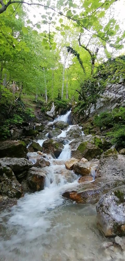 Whispers of the Hidden Forest